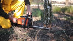 Best Tree Health Inspection  in Sabetha, KS