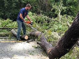 Best Leaf Removal  in Sabetha, KS